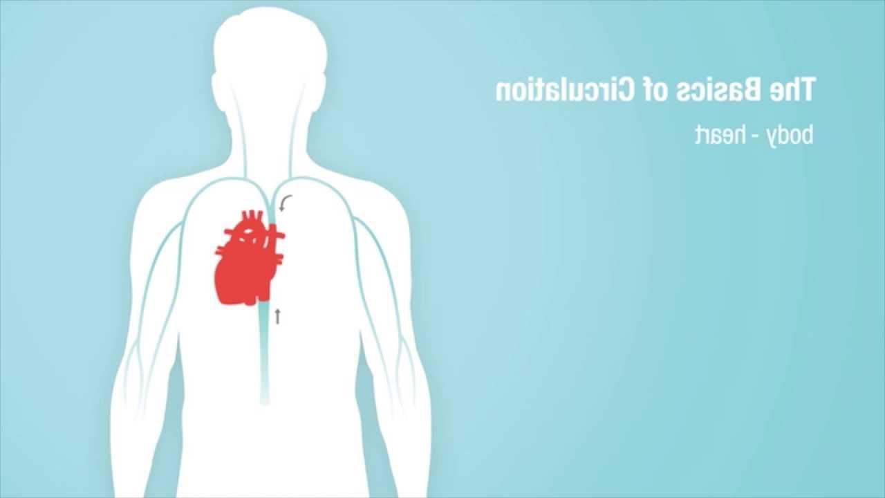 心脏循环的基础视频截图